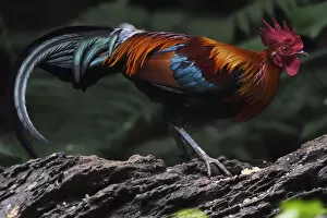 Images Dated 27th April 2017: Red jungle fowl (Gallus gallus) Tongbiguan Nature Reserve, Dehong Prefecture, Yunnan Province