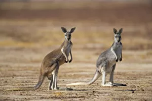 Arid Gallery: Red kangaroo (Macropus rufus) on open plain. showing brown and grey forms, Diamantina River