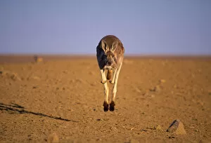 Arid Gallery: Red kangaroo male bounding towards camera