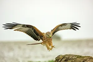Kite Prints: Red kite (Milvus milvus) coming in to land on fallen tree