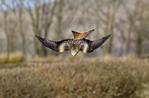 Red Kite (Milvus milvus) diving towards prey whilst in flight, Wales, UK, March