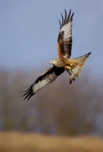 Red kite (Milvus milvus) in flight, Gigrin Farm, Mid Wales, UK, March. Non-ex