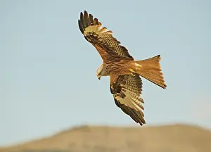 Kite Prints: Red kite (Milvus milvus) in flight