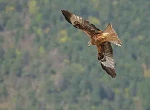 Underside Prints: Red kite (Milvus milvus) in flight