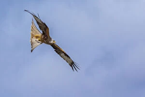 Red kite (Milvus milvus) in flight, Gigrin Farm, Powys, Wales, UK, April