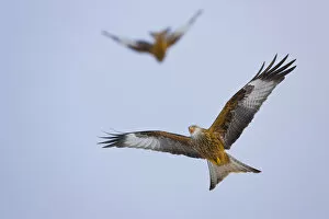 Images Dated 7th February 2009: Red kite (Milvus milvus) in flight, Gigrin Farm, Powys, Rhayader, Wales, UK, February