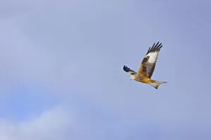 Images Dated 7th February 2009: Red kite (Milvus milvus) in flight, Gigrin Farm, Powys, Rhayader, Wales, UK, February