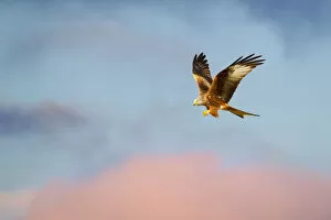 Images Dated 1st March 2012: Red kite (Milvus milvus) in flight at last light, Mid Wales, UK, March