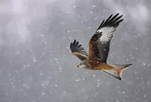 Birds Gallery: Red kite (Milvus milvus) in flight in the snow, Wales, February