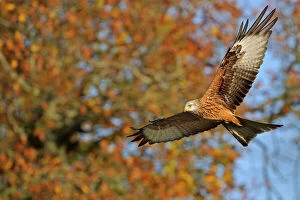 Autumn Gallery: Red Kite (Milvus milvus) in flight. Wales, UK. November