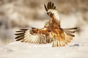Kite Prints: Red kite (Milvus milvus) flying over the snow, central Spain. January