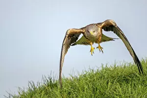 Red kite (Milvus milvus) landing on grass, Marlborough Downs, Wiltshire, UK. January