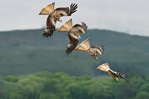Accipitriformes Prints: Red kite (Milvus milvus) swooping down