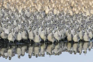 Red knot (Calidris canutus) flock at high tide roost. Snettisham, Norfolk, UK. October Red knot (Calidris canutus) flock at high tide roost. Snettisham, Norfolk, UK. October
