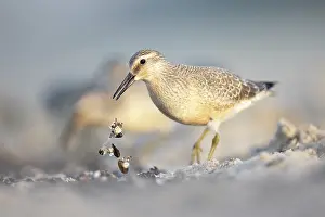 Baltic Sea Prints: Red knot (Calidris canutus) foraging on beach, Baltic Sea, Poland. September