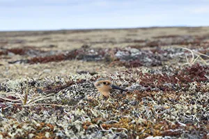 Incubating Prints: Red knot (Calidris canutus rogersi) incubating nest on a coastal gravel spit