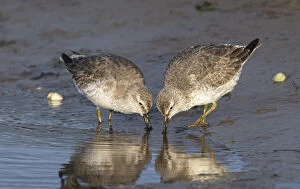 June 2021 Highlights Gallery: Red knots (Calidris canutus) in winter plumage feeding co-operatively on tidal mudflats