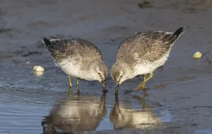 Red knots (Calidris canutus) in winter plumage feeding co-operatively on tidal mudflats