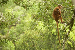 Kalimantan Prints: Red leaf monkey (Presbytis rubicunda) female feeding in Strangler fig tree (Ficus
