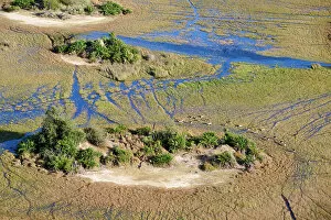 Red Lechwe (Kobus leche) herd crossing swamp surrounding a small island, Okavango Delta, Botswana, Africa