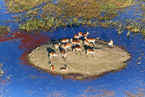 November 2022 Highlights Gallery: Red Lechwe (Kobus leche) herd resting on a small island in swamp, Okavango Delta, Botswana, Africa
