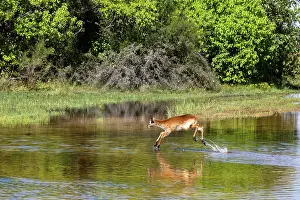 Running Prints: Red lechwe (Kobus leche) running across river, Okavango Delta, Botswana