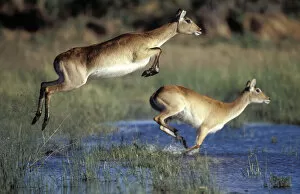Red lechwe pair running & jumping in swamp {Kobus leche}. Khwai river, Moremi GR