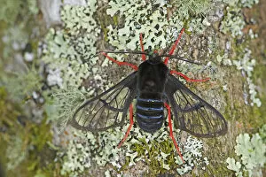 Red-legged bumble-moth (Homoeocera gigantea) on Lichen covered tree trunk. Costa Rica