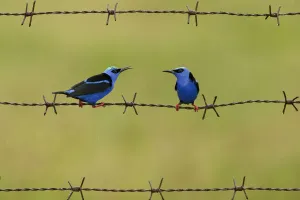 Red-legged honeycreeper (Cyanerpes cyaneus) two males on barbed wire. Costa Rica