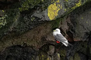 Larus Brevirostris Prints: Red-legged kittiwake (Rissa brevirostris) in breeding plumage perched on narrow cliff ledge