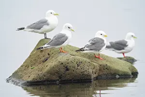 Larus Brevirostris Prints: Three Red-legged kittiwakes (Rissa brevirostris) and a Black-legged kittiwake (Rissa tridactyla)