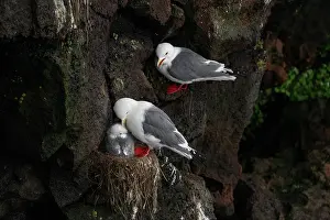 Larus Brevirostris Prints: Red-legged kittiwakes (Rissa brevirostris) pair with chick at nest on narrow cliff ledge