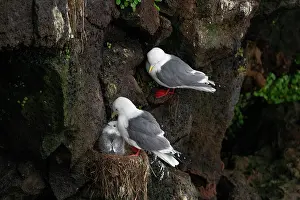 Larus Brevirostris Prints: Red-legged kittiwakes (Rissa brevirostris) pair with chick at nest on narrow cliff ledge