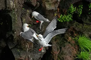 Protector Prints: Red-legged kittiwakes (Rissa brevirostris) pair defending their nest from an intruder