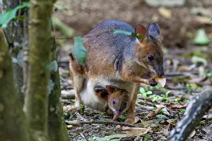 Marsupialia Prints: Red-legged pademelon (Thylogale stigmatica) female with joey in pouch