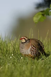 Images Dated 20th May 2008: Red Legged Partridge {Alectoris rufa} Norfolk, UK