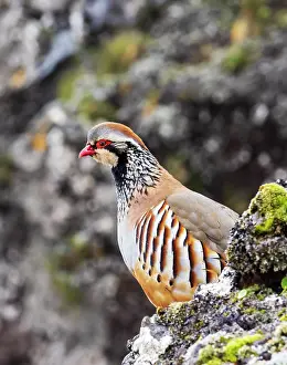 Perdicinae Prints: Red legged partridge (Alectoris rufa) perched on mountainside