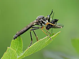 Asilidae Prints: Red legged robberfly (Dioctria rufipes) feeding on fly prey
