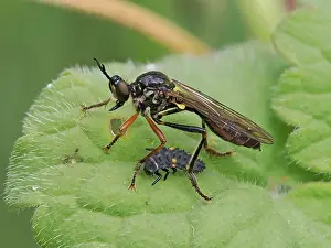 Coccinellidae Prints: Red-legged robberfly (Dioctria rufipes) resting on leaf along side Ladybird (Coccinellidae) larvae