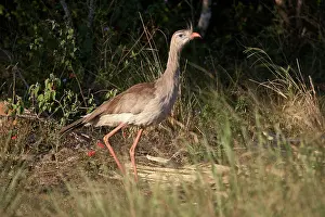 Ibera Wetlands Prints: Red-legged seriema (Cariama cristata) calling