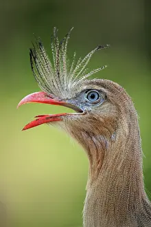 Mato Grosso Do Sul Prints: Red-legged seriema (Cariama cristata) calling and raising its crest in threat display