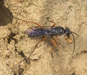 Red-legged spider wasp (Auplopus mellipes) collecting mud ball for its nest, Montgomery County, Pennsylvania, USA. June
