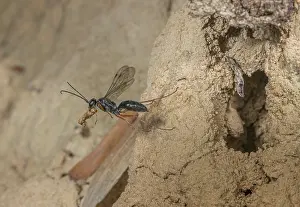 Taking Off Prints: Red-legged spider wasp (Auplopus mellipes) collecting mud ball for its nest