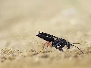 February 2023 Highlights Gallery: Red legged spider wasp (Episyron rufipes) digging nesting tunnel in sand