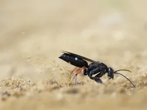 February 2023 Highlights Gallery: Red legged spider wasp (Episyron rufipes) digging nesting tunnel in sand