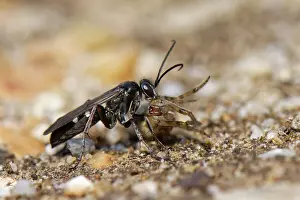 Heathland Prints: Red-legged spider wasp (Episyron rufipes) female dragging Orb weaver spider (Araneidae) prey to its nest burrow