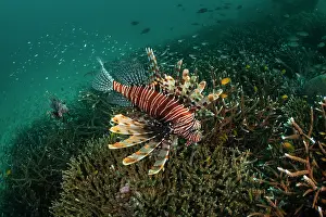 Thailand Prints: Red lionfish (Pterois volitans)