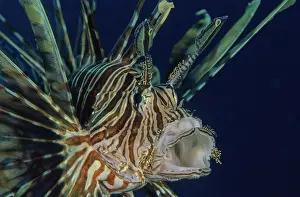 Scorpionfish Prints: Red lionfish (Pterois volitans) head portrait, Bali, Pacific Ocean