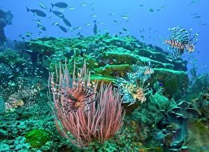 Scorpionfish Prints: Five Red lionfish (Pterois volitans) hunting cooperatively over coral reef with Red sea whip colony (Ellisella sp)