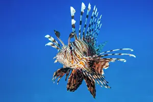 Scorpionfish Prints: Red lionfish (Pterois volitans) portrait, Sharm El Shiekh, Sinai, Egypt, Red Sea